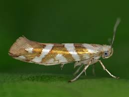 Attēlu rezultāti vaicājumam “Argyresthia goedartella”