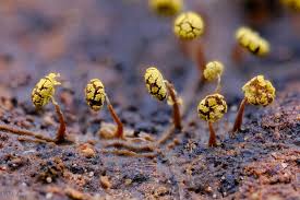 Attēlu rezultāti vaicājumam “Physarum murinum macro”