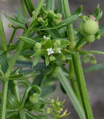 Attēlu rezultāti vaicājumam “Galium elongatum leaf”