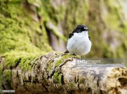 Attēlu rezultāti vaicājumam “Ficedula hypoleuca male”