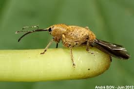 Attēlu rezultāti vaicājumam “Curculio nucum”