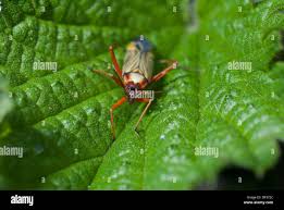 Attēlu rezultāti vaicājumam “Stenotus binotatus male”