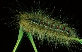 Attēlu rezultāti vaicājumam “Lymantria dispar larva”