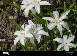 Attēlu rezultāti vaicājumam “Scilla luciliae”