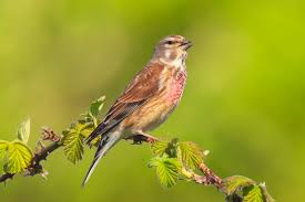 Attēlu rezultāti vaicājumam “Carduelis cannabina adult”