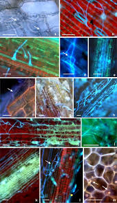 Attēlu rezultāti vaicājumam “Dianema nivale spores”