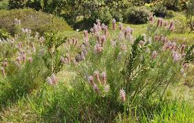 Attēlu rezultāti vaicājumam “Paramesus obtusifrons”