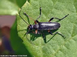 Attēlu rezultāti vaicājumam “Cortodera femorata”