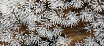 Attēlu rezultāti vaicājumam “Ceratiomyxa morchella macro”