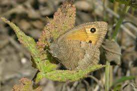 Attēlu rezultāti vaicājumam “Hyponephele lycaon male”