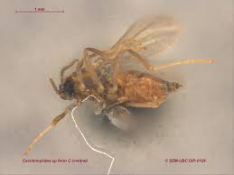 Attēlu rezultāti vaicājumam “Cecidomyiidae”