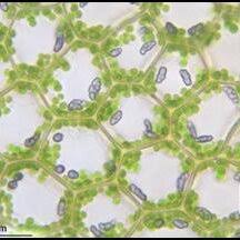 Attēlu rezultāti vaicājumam “Chiloscyphus pallescens”