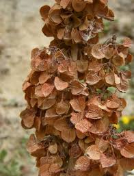 Attēlu rezultāti vaicājumam “Rumex aquaticus fruit”