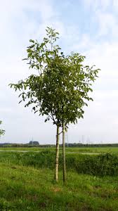 Attēlu rezultāti vaicājumam “Juglans regia”