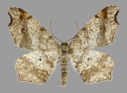 Attēlu rezultāti vaicājumam “Macaria alternata”