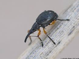 Attēlu rezultāti vaicājumam “Protapion sp.”