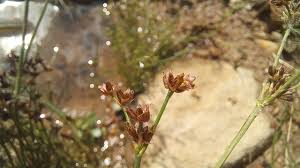 Attēlu rezultāti vaicājumam “Juncus bulbosus flower”