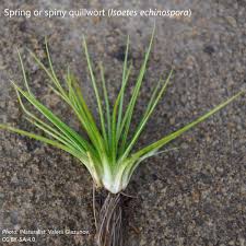 Attēlu rezultāti vaicājumam “Isoetes echinospora leaf”