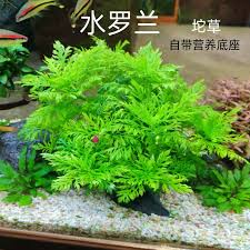 「水蘭」的圖片搜尋結果