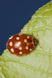 Attēlu rezultāti vaicājumam “Calvia quatuordecimguttata”