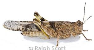 Attēlu rezultāti vaicājumam “Asaphidion pallipes”