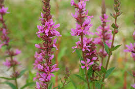 Attēlu rezultāti vaicājumam “Lythrum salicaria leaf”
