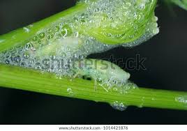 Attēlu rezultāti vaicājumam “Philaenus spumarius nymph”