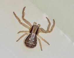 Attēlu rezultāti vaicājumam “Xysticus bifasciatus female”