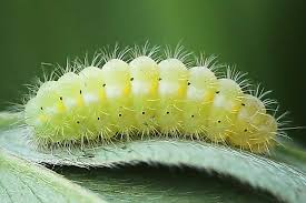 Attēlu rezultāti vaicājumam “Zygaena viciae”