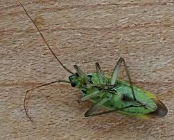 Attēlu rezultāti vaicājumam “Stenotus binotatus”