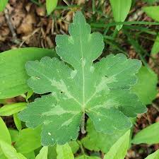 Attēlu rezultāti vaicājumam “Hydrophyllaceae”