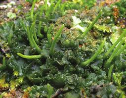 Attēlu rezultāti vaicājumam “Blepharostoma trichophyllum sporophyte”