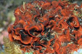 Attēlu rezultāti vaicājumam “Bryozoa”