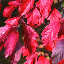Attēlu rezultāti vaicājumam “Malus purpurea leaf”