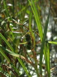 Attēlu rezultāti vaicājumam “Sparganium minimum”