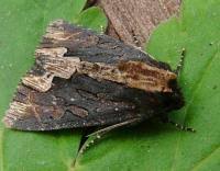 Attēlu rezultāti vaicājumam “Dypterygia scabriuscula”