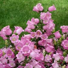 Image result for Marienglockenblumen