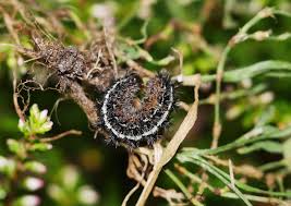 Attēlu rezultāti vaicājumam “Coscinia cribraria imago”