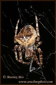 Attēlu rezultāti vaicājumam “Araneus angulatus”