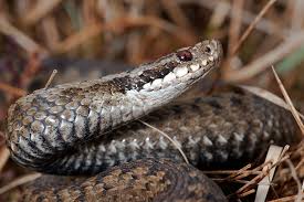 Attēlu rezultāti vaicājumam “Vipera berus”