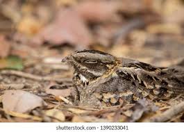 Attēlu rezultāti vaicājumam “Caprimulgus europaeus nest”