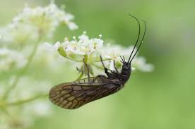 Attēlu rezultāti vaicājumam “Neuroptera”