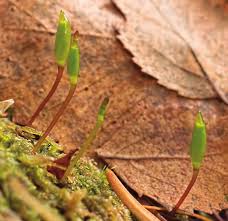 Attēlu rezultāti vaicājumam “Buxbaumia aphylla sporophyte”