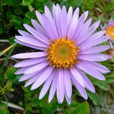 Image result for Aster alpinus