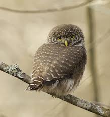 Attēlu rezultāti vaicājumam “Glaucidium passerinum adult”