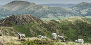 Image result for Long Mynd