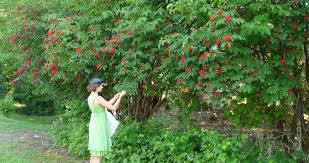 Attēlu rezultāti vaicājumam “Sambucus racemosa flower”
