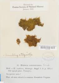 Attēlu rezultāti vaicājumam “Serpoleskea confervoides”