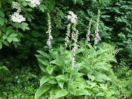 Image result for Fingerhut rot