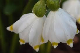 Attēlu rezultāti vaicājumam “Leucojum vernum var. carpathicum”